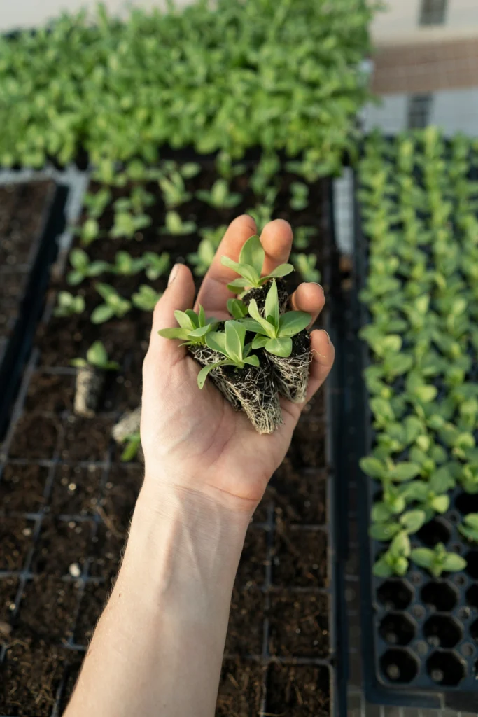 Plant cuttings